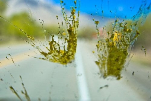 Bug guts on windshield